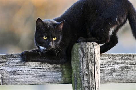 черный кот в доме